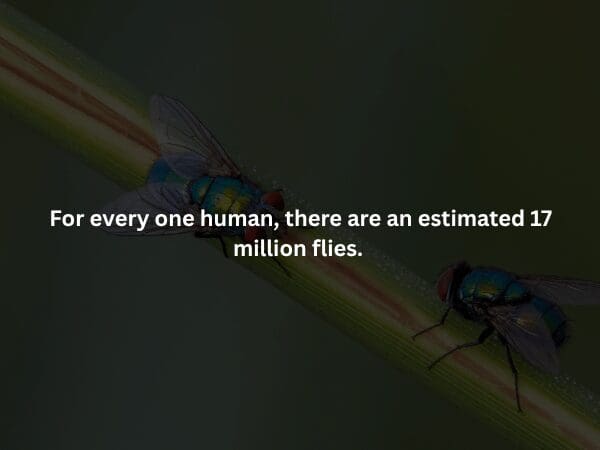 A macro photo of two houseflies perched on a weathered wooden branch, set against a dark, blurry background. The text presents a staggering creepy fact: there are approximately 17 million flies for every single human on Earth.