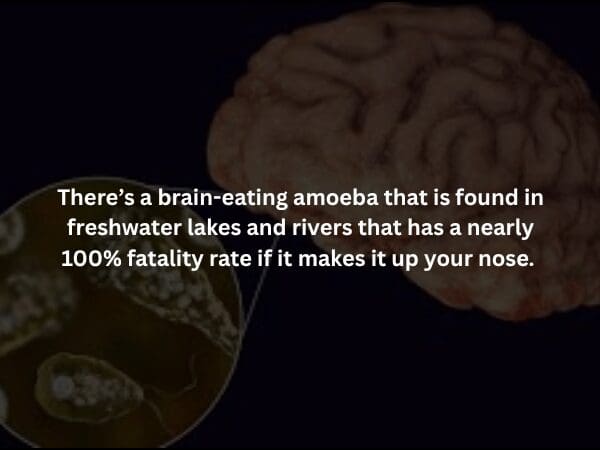 A grainy, anatomical view of a human brain with a microscopic call-out showing Naegleria fowleri. The text describes a spooky fact: this brain-eating amoeba found in freshwater has a near-100% fatality rate if it enters the nose.
