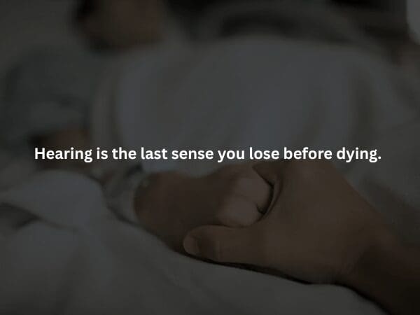 An unusual creepy fact featuring a close-up profile of a common brown hen. The text reveals a strange biological quirk: chickens can spontaneously change their sex from female to male, often due to a damaged ovary allowing a dormant testis to develop.