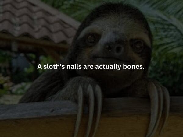 A dimly lit, close-up photo of a sloth peeking over a wooden ledge, focusing on its long, curved claws. The overlaid creepy fact reveals that a sloth’s nails are actually exposed extensions of its bones.