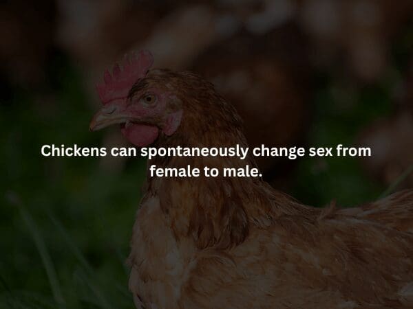 A disturbing spooky fact over the dark silhouette of a cockroach. It details the insect's legendary resilience, stating that a cockroach can survive for over a week without its head before eventually dying of thirst.