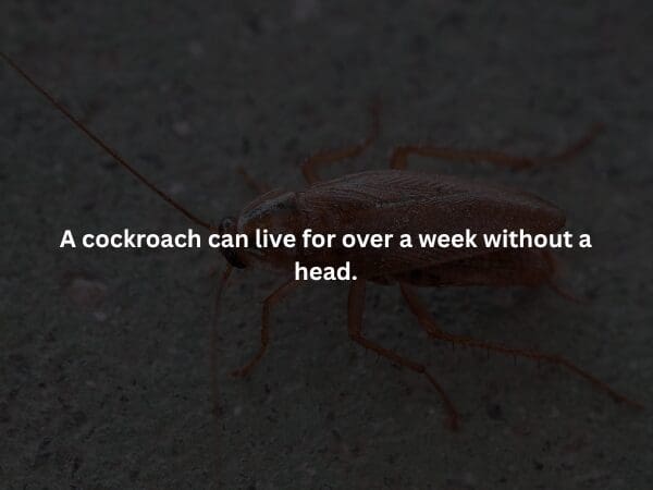 An eerie creepy fact showing a close-up of human skeletal remains. The caption exposes a dark secret from the Happiest Place on Earth: the original Pirates of the Caribbean ride used actual human skeletons because the early medical-grade plastic ones looked too fake.