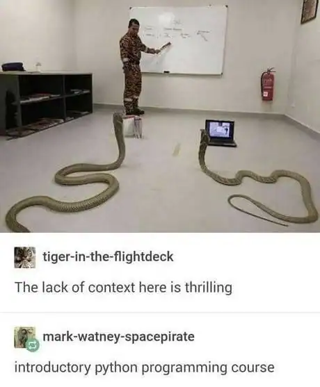 surreal visual dad joke featuring a classroom where a man stands at a whiteboard while two giant King Cobras sit upright on the floor, seemingly paying attention to a laptop. The Tumblr comment identifies this as an "introductory python programming course."