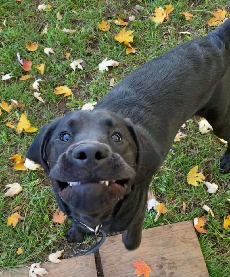 A black Labrador looks directly up at the camera with a hilarious expression. This derpy dogs moment captures its upper lips getting snagged on its teeth, creating a wide, toothy grin and wide eyes that reflect pure, unadulterated joy in a grassy yard.