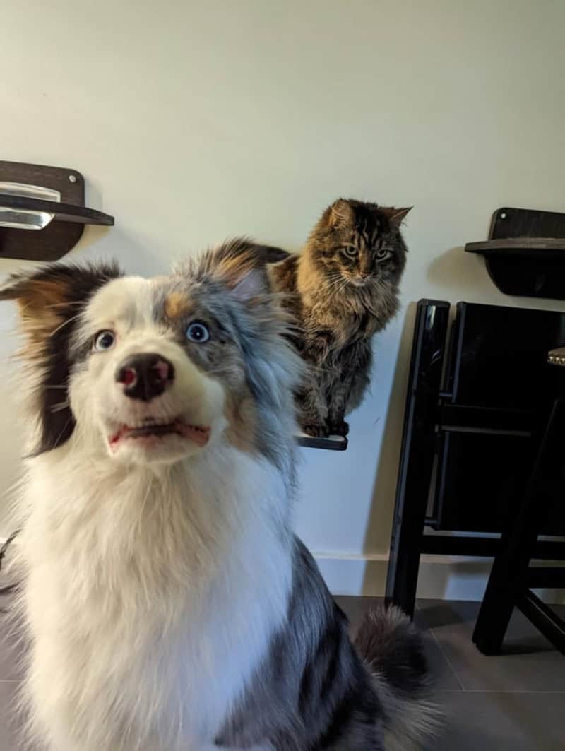 A fluffy Aussie shepherd with striking blue eyes stares into the camera with a startled, underbite-heavy expression. The funny dog photo is made even better by a stoic, long-haired cat perched on a shelf in the background, clearly judging the pup's lack of composure.