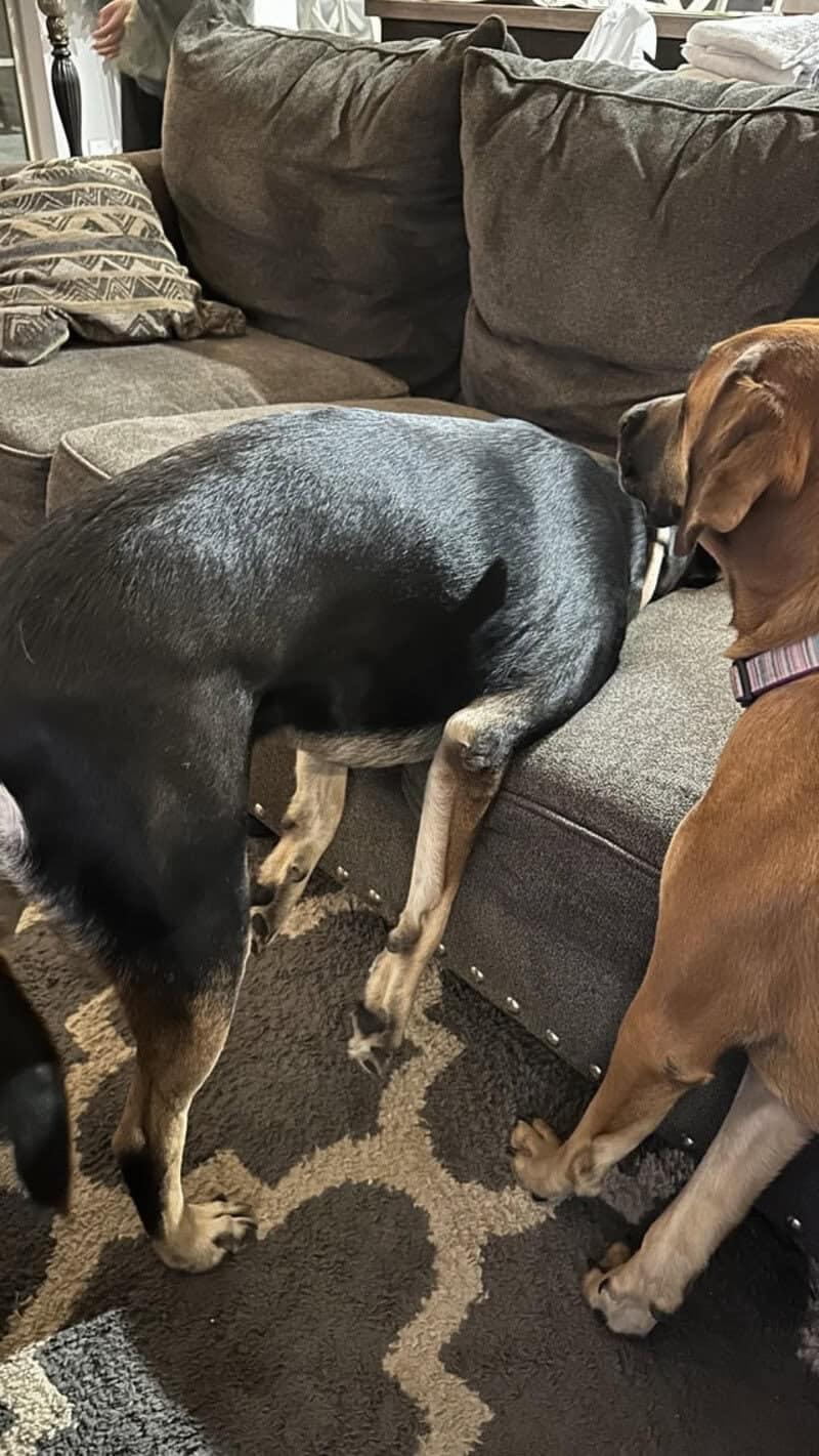 A black and tan hound seems to have given up on the day, burying its head deep into the couch cushions in this classic derpy dogs pose while its sibling watches from the side with mild concern.