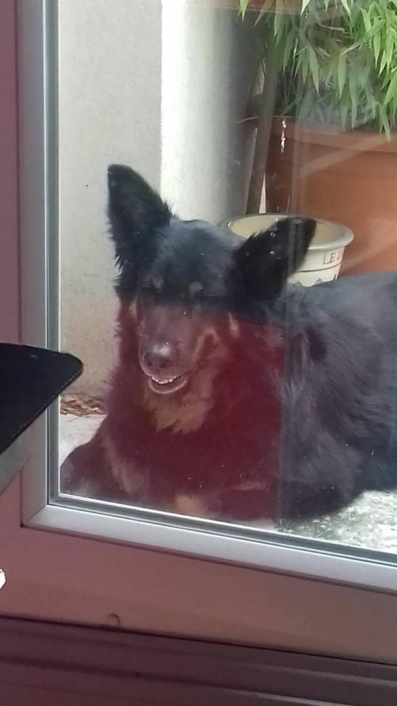Pressed firmly against a glass door, the face of this pup is comically flattened, creating a funny dog photo that highlights its tiny front teeth and squinted eyes.