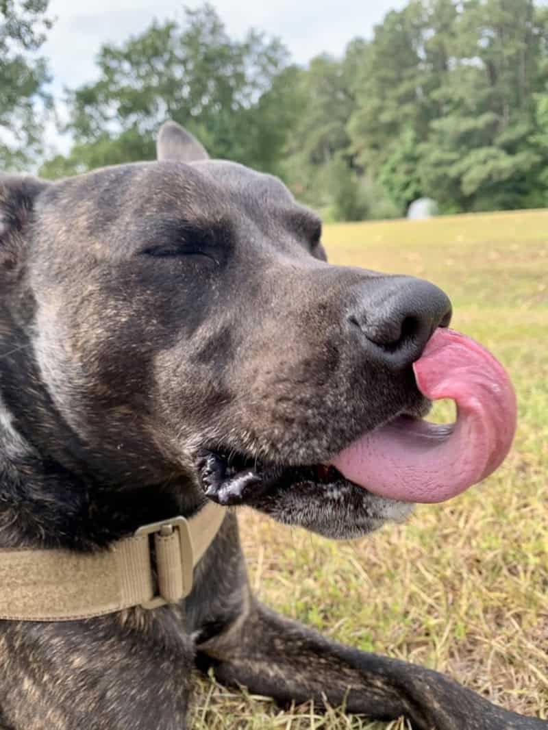 Captured in high detail, this brindle pup is fully committed to licking the tip of its own nose, showcasing the flexible and silly nature of derpy dogs everywhere.