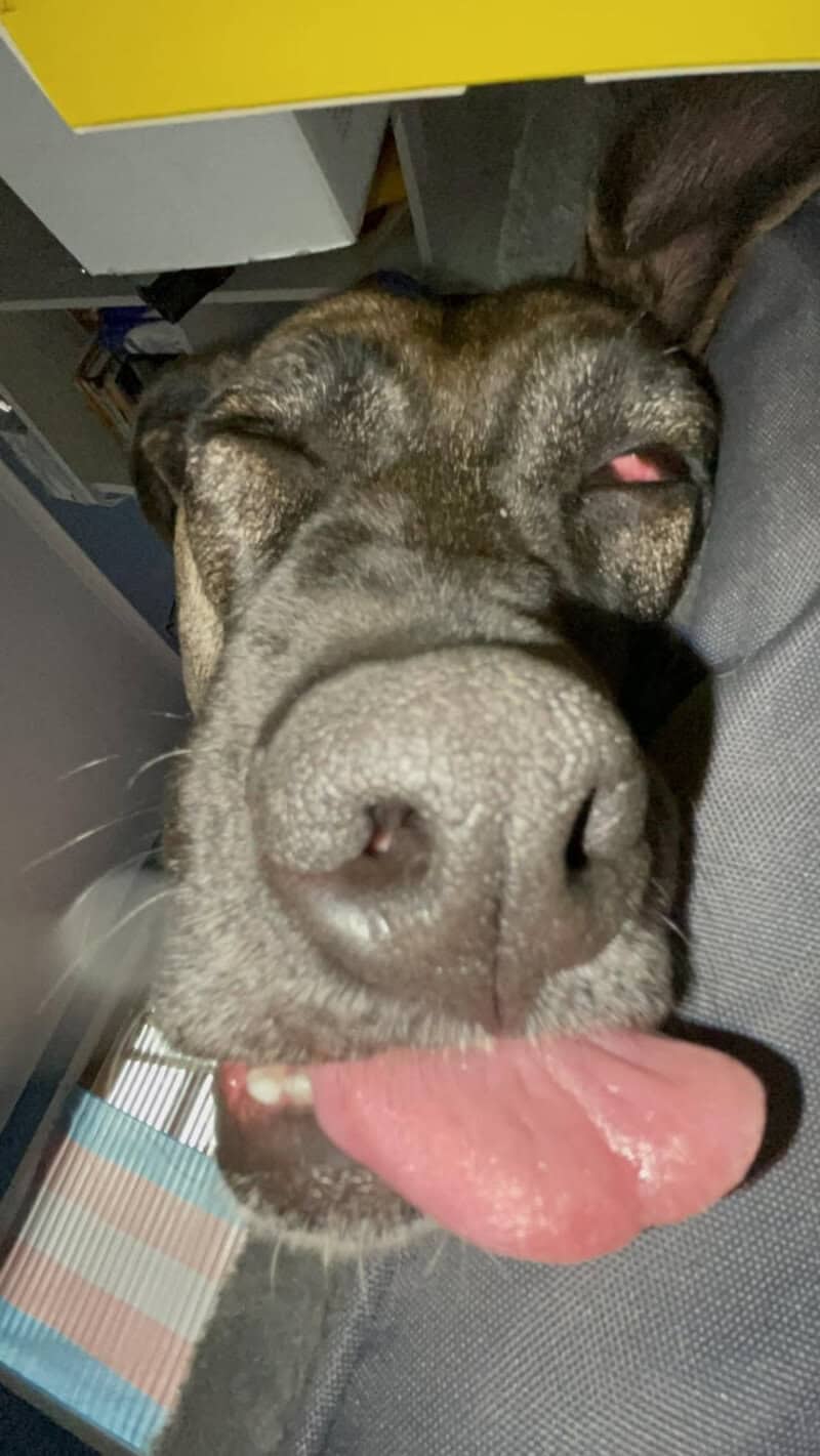 This extreme wide-angle close-up features a funny dog photo of a pup with its eyes squeezed shut and its pink tongue flopped comically over its lower lip.