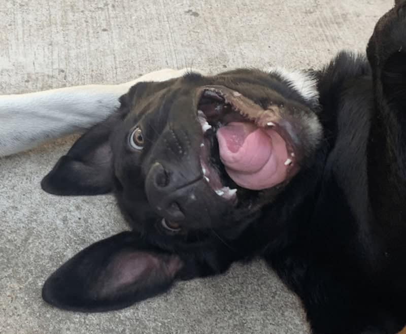 Lying on its back with its mouth agape and eyes bulging, this black dog perfectly embodies the unhinged spirit of derpy dogs during a high-energy play session on the concrete