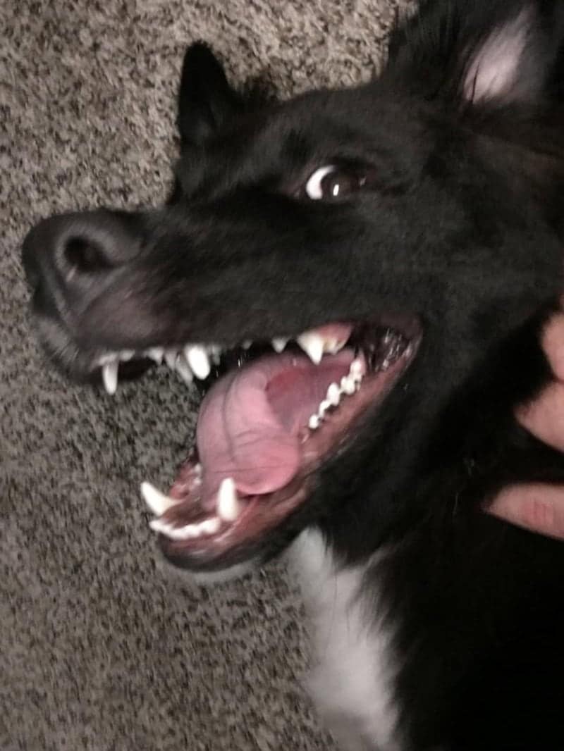 Captured in a frantic funny dog photo, a black dog lies on a carpeted floor with its mouth wide open in a chaotic display of white teeth and a pink tongue. Its eyes are fixed on something off-camera with an expression of wild, unhinged excitement.