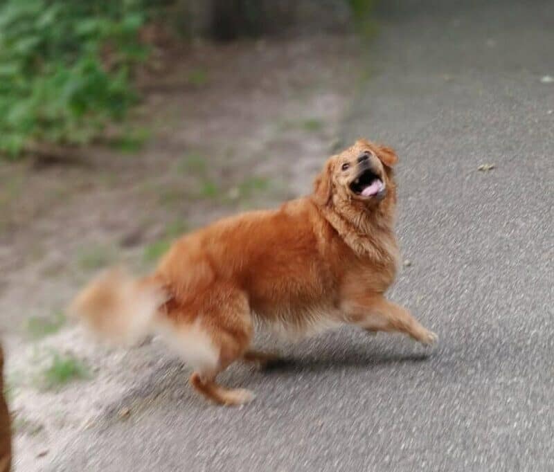 A medium-sized golden dog is caught mid-sprint on a paved path. This derpy dogs classic shows the pup looking back over its shoulder with a massive, uncoordinated grin and ears flopping in the wind as it completely abandons its aerodynamic form.