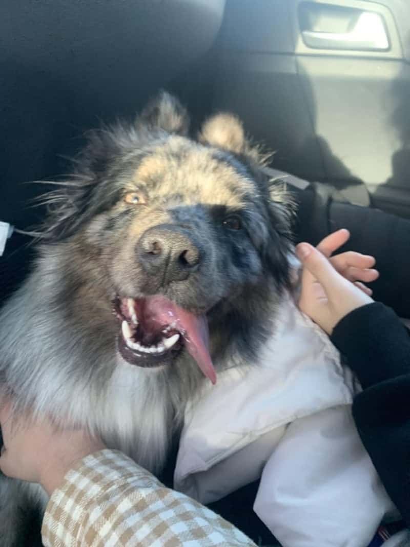 A fluffy grey and tan dog sits in the back of a car, panting heavily after an outing. The focus of this funny dog photo is the pup's comically long pink tongue, which is flopped entirely out of its mouth and hanging down toward its chest.
