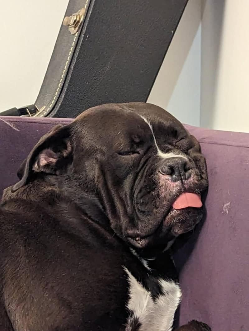 A black bulldog mix is fast asleep on a purple couch. The derpy dogs energy is strong as the dog’s tongue protrudes in a perfect pink blep while its eyes are tightly shut and its face is squished deeply into the upholstery.