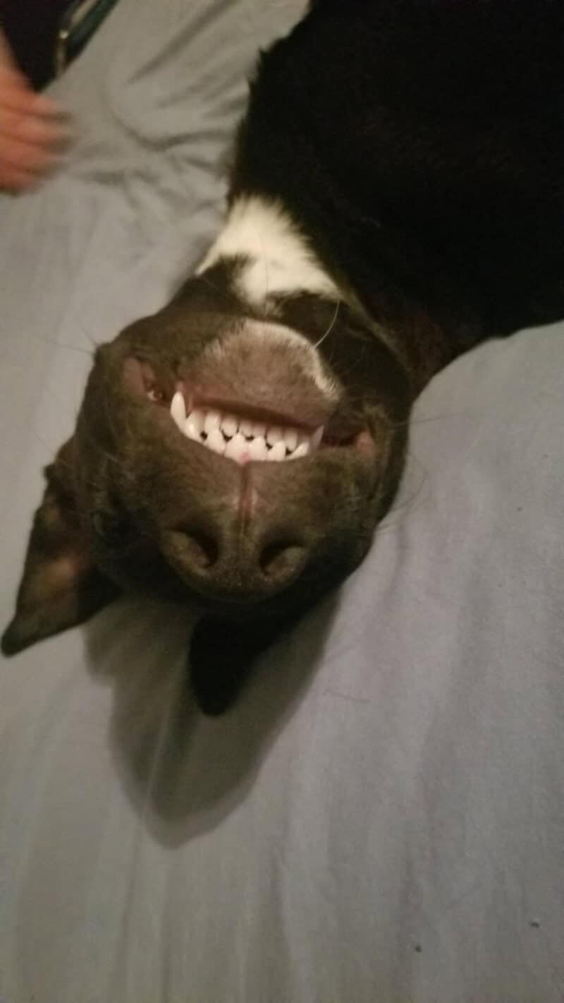 This funny dog photo features a dark-furred pup lying flat on its back on a blue bedsheet. The camera angle looks straight up its chin, revealing a perfect row of small bottom teeth and a wet nose in a goofy, upside-down underbite.