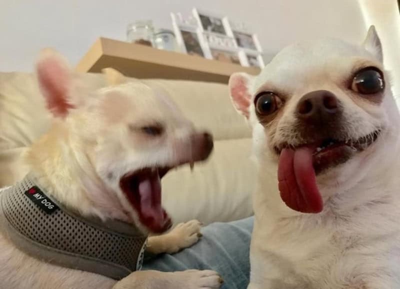 Two small white Chihuahuas share the frame on a couch. One pup contributes to the derpy dogs vibe with its tongue hanging comically low to the side, while its sibling is caught in a blurry, high-intensity yawn that looks like a tiny, dramatic scream.