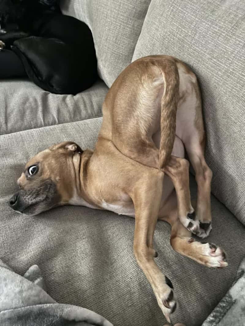 A tan dog demonstrates extreme flexibility by sitting in a bizarre, contorted position on a grey couch. This funny dog photo captures the pup looking back with wide eyes while its hind legs are somehow folded up and resting near its own head.