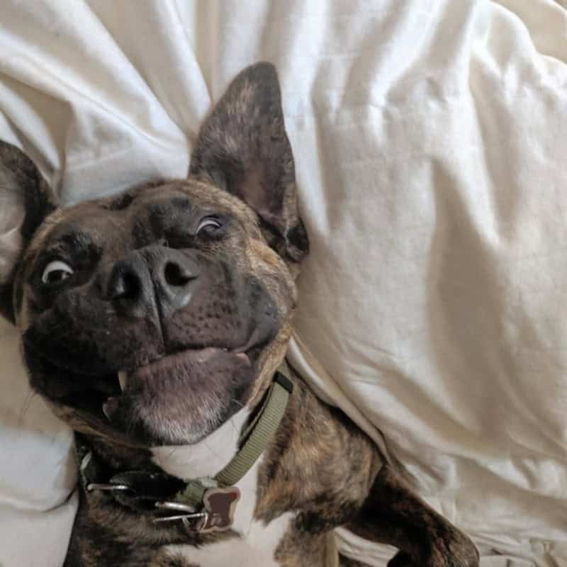 Sprawled out on white bedding, a brindle dog enters a deep state of nap-time bliss. It qualifies as a derpy dogs hall-of-famer with its eyes rolling back and its lips pulled back to show a few bottom teeth in a grimace of pure comfort.