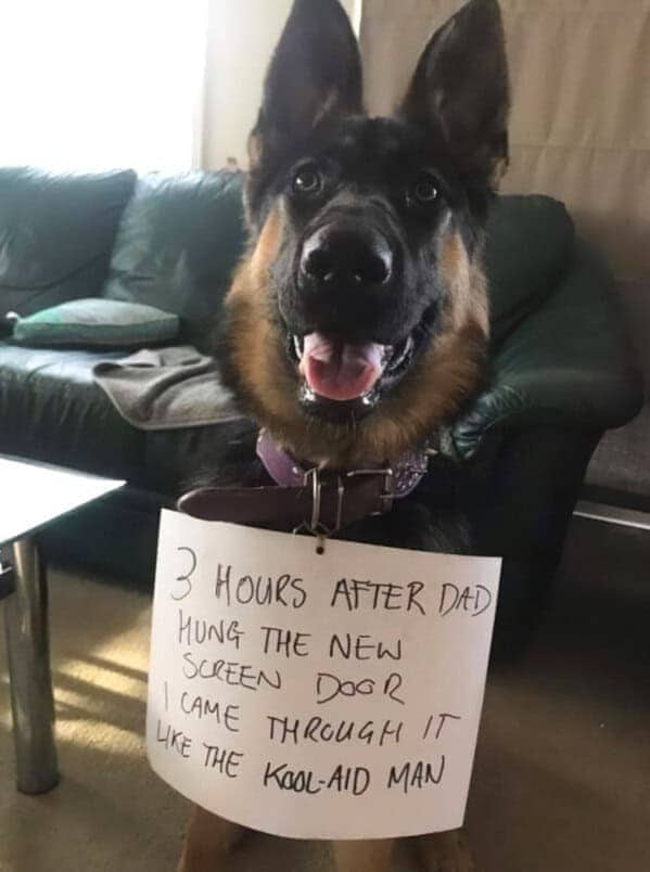 Smiling German Shepherd wearing sign admitting destroying new screen door like the Kool-Aid Man