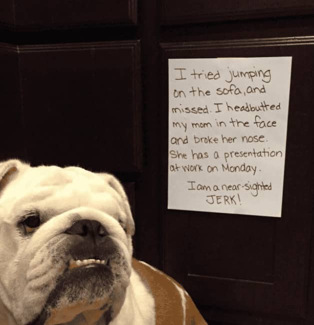 Grumpy English Bulldog shamed for missing sofa jump and headbutting mom's nose before her work presentation