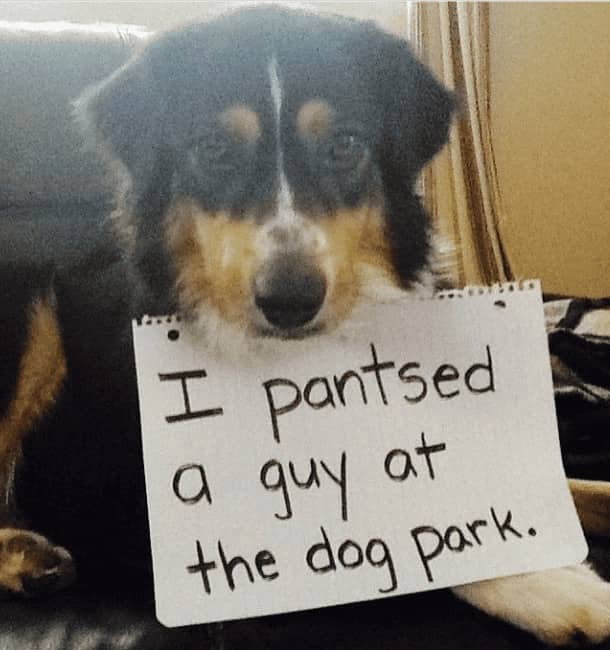 Guilty-looking mixed breed dog confessing to pantsing a stranger at the dog park