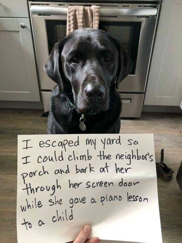 Shameful black Labrador who escaped yard to bark through neighbor's screen door during piano lesson