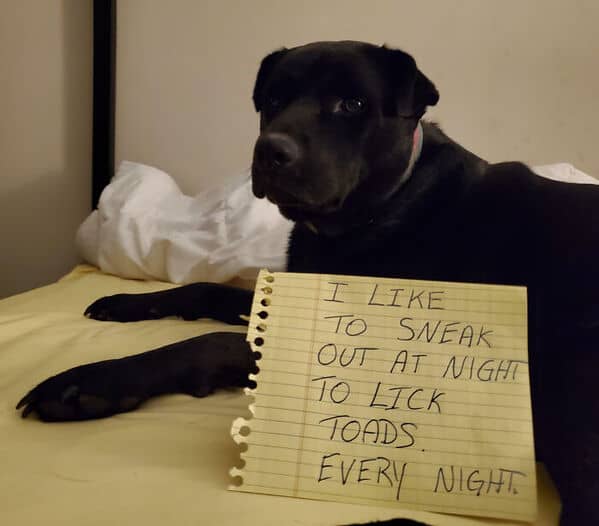 Unapologetic black dog holding sign admitting to sneaking out nightly to lick toads