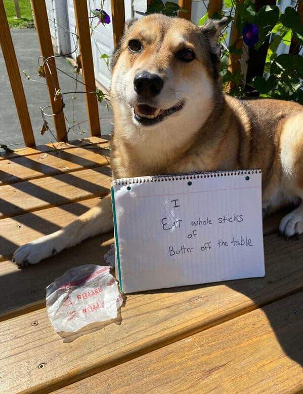 Happy Husky mix sitting beside empty butter wrapper confessing to eating whole sticks off table