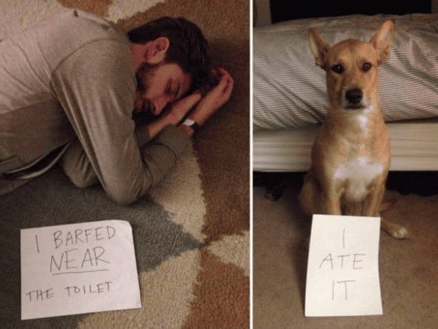 Hilarious dog shaming two-panel showing sick owner on floor and dog admitting to eating the evidence