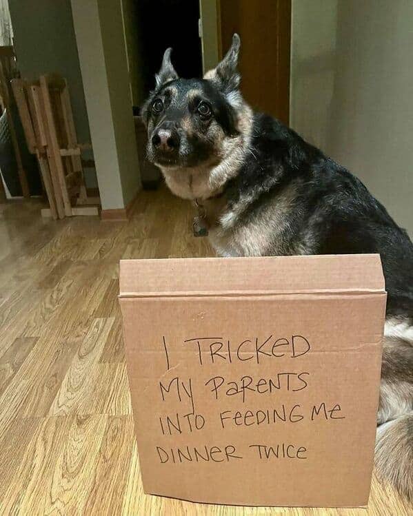 Guilty German Shepherd behind cardboard sign confessing to tricking parents into serving dinner twice