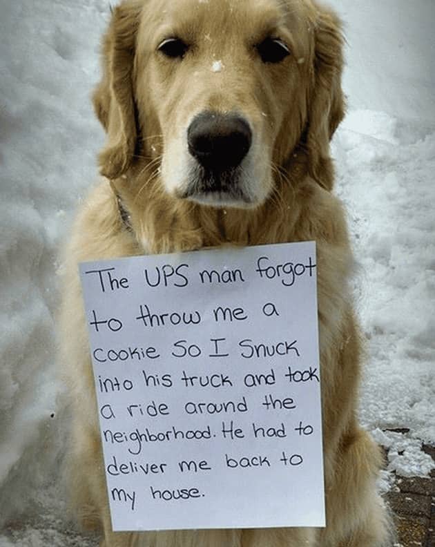 Remorseful Golden Retriever confessing to stowing away in UPS truck after missing a cookie
