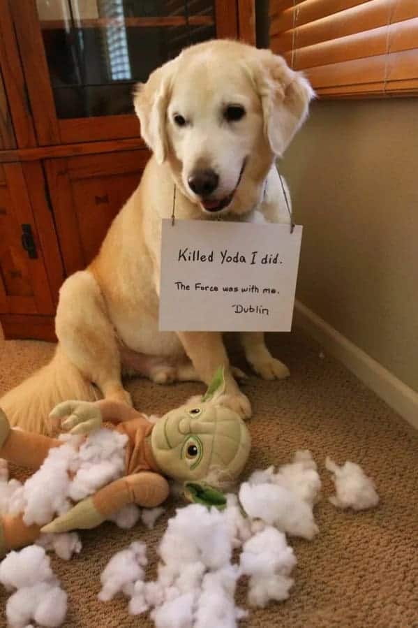 Proud Labrador mix sitting beside destroyed Yoda stuffed toy with Star Wars-themed confession sign