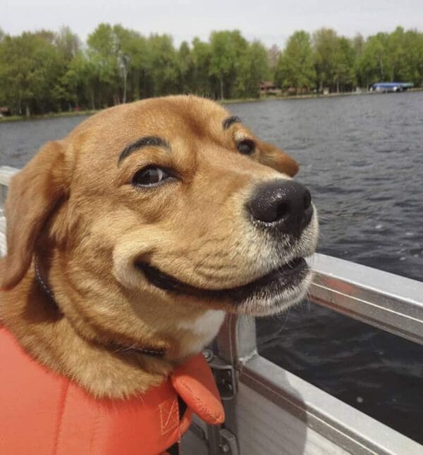 A golden-brown dog wearing a bright orange life jacket sits on a boat, glancing sideways with a look of pure judgment. This standout from the dogs with eyebrows trend features thin, perfectly arched black lines that make the pup look like a suspicious sea captain.