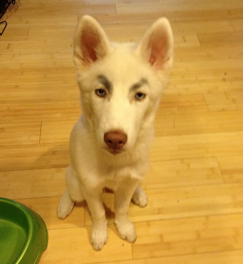 A white Shepherd puppy sits stoically on a light wood floor near a green bowl. It has smudged, slightly messy black eyebrows that make its youthful face look surprisingly aged and judgmental, completing this first set of dogs with eyebrows.