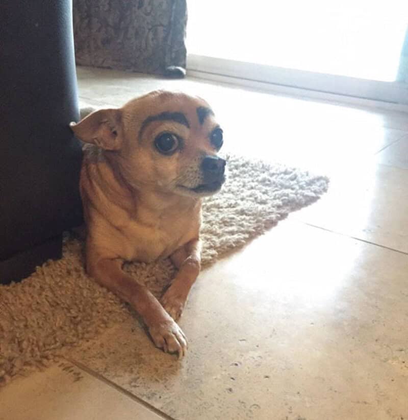 A tan Chihuahua contributes to the dogs with eyebrows trend with a look of intense concern. Its wide eyes are topped with thick, dark, blocky eyebrows that give it the expression of a character in the middle of a very stressful cartoon plot.