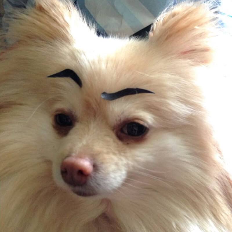 This fluffy tan Pomeranian features a set of thin, elegantly curved "S-shaped" eyebrows. The high-octane detail of its fur and the contrast of the dark ink make it look like it just stepped out of a high-end grooming salon with a very specific request.