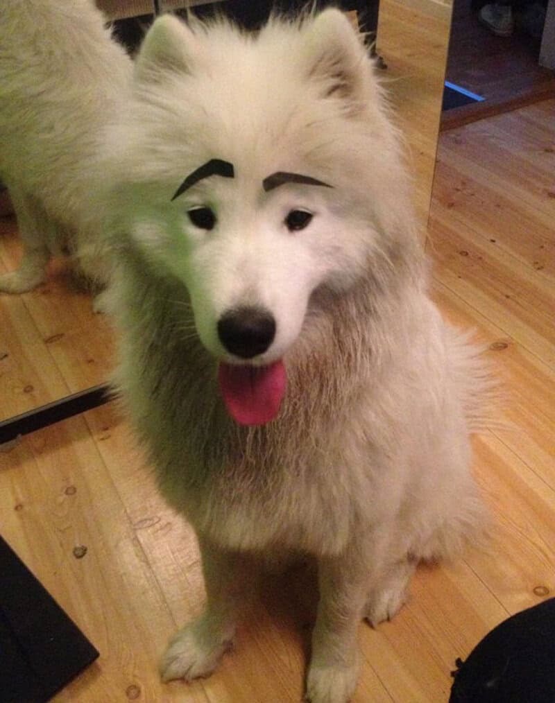 A large, white Samoyed-type dog sits on a wooden floor, its happy, tongue-out expression made hilarious by a set of thick, rectangular black eyebrows. The placement high on its forehead gives it a look of permanent, joyful astonishment.