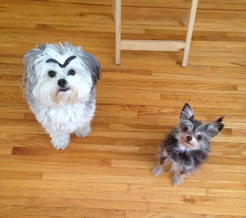 In a double-dog feature, a larger white fluffy dog stands with a dramatic "V-shaped" unibrow that makes it look like a tiny, adorable villain. A smaller, darker pup looks up from the side, seemingly confused by its sibling's new look.