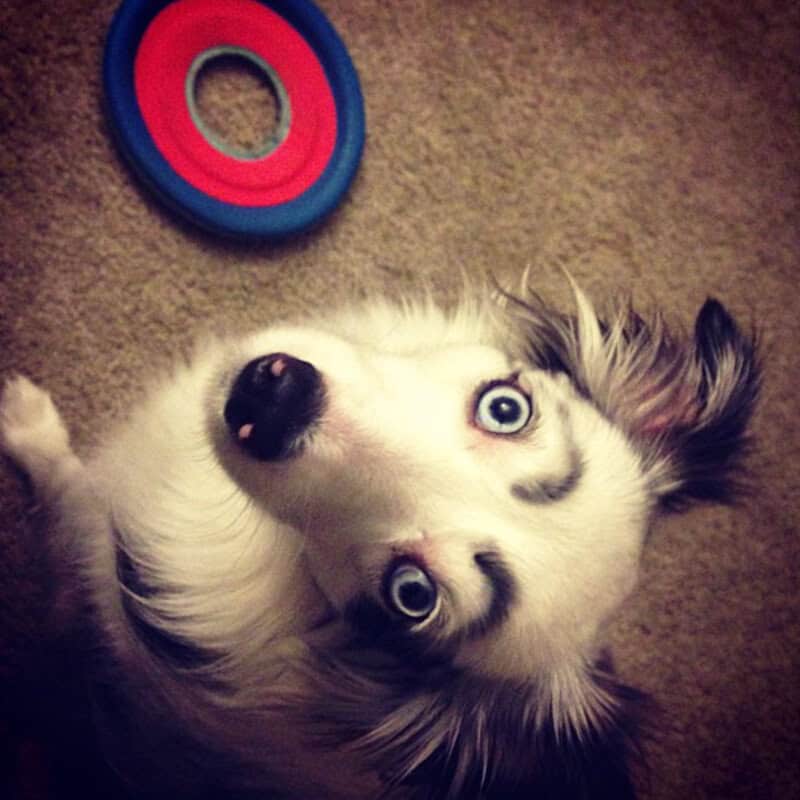Looking up with intense focus at a blue and red frisbee, a white dog with striking blue eyes showcases the boldest look in the dogs with eyebrows category. Two thick, semi-circular black patches sit above its eyes, giving it a look of extreme intensity during play.
