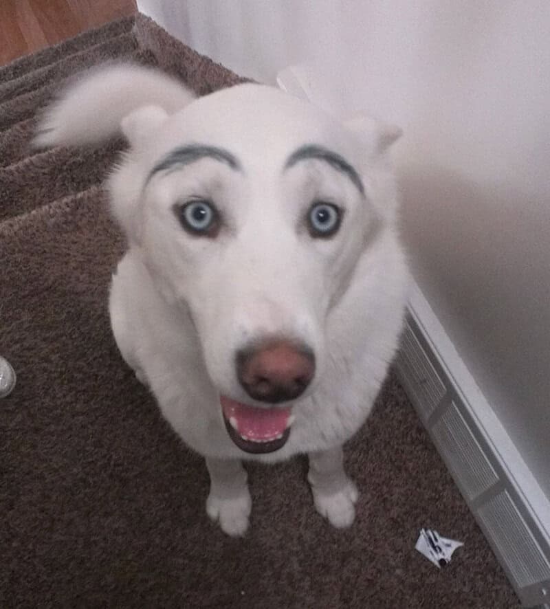 A white husky mix sits at the bottom of a staircase with a wide, happy pant. Its face is transformed by thin, dark eyebrows arched so high they almost reach its ears, giving it a look of perpetual, pleasant surprise.