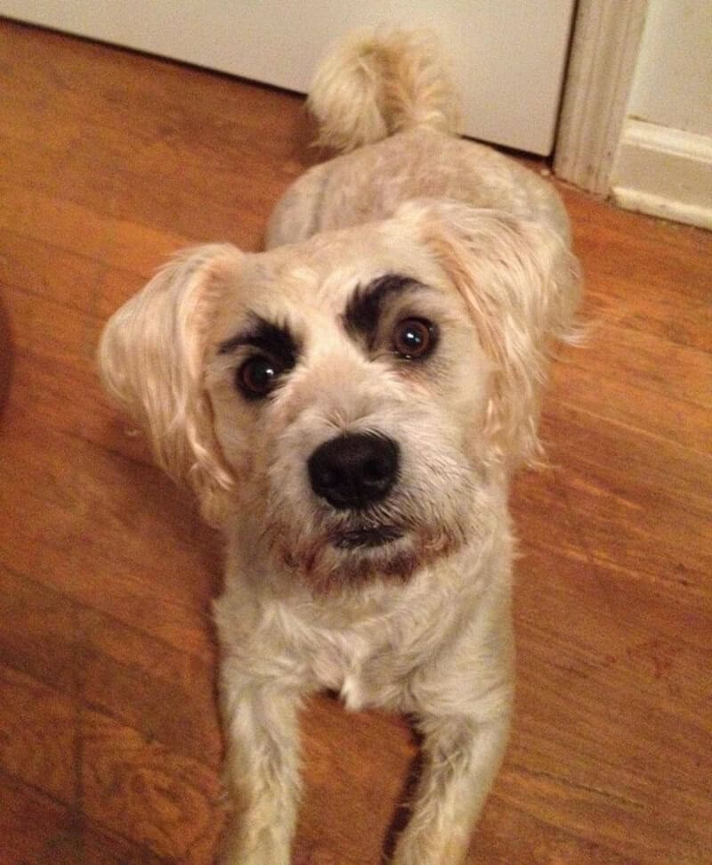 A scruffy, cream-colored dog lies on a hardwood floor, staring intensely into the lens. It sports thick, dark, "villain-style" black eyebrows that give it an incredibly dramatic and suspicious expression, making it a classic entry for any dogs with eyebrows collection.