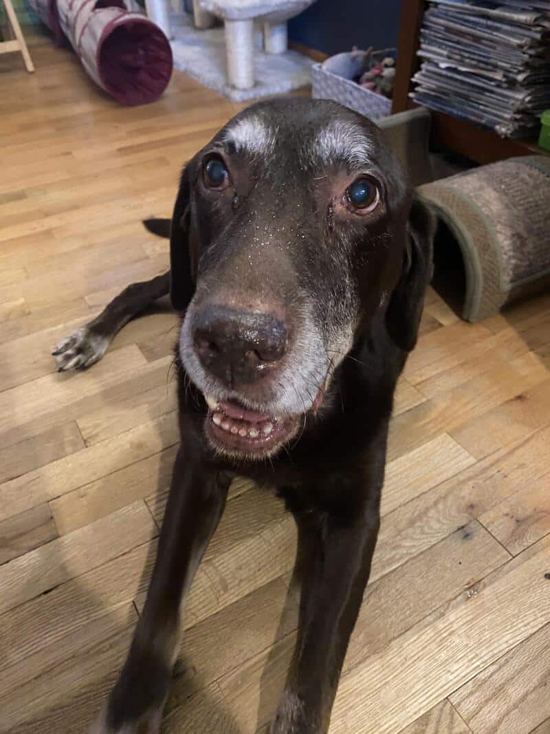Closing out the collection, a senior chocolate Labrador sits on a wooden floor with a gentle, open-mouthed expression. It features natural white and grey fur patches above its eyes that serve as perfectly shaped, bushy eyebrows, proving that age brings both beauty and character.