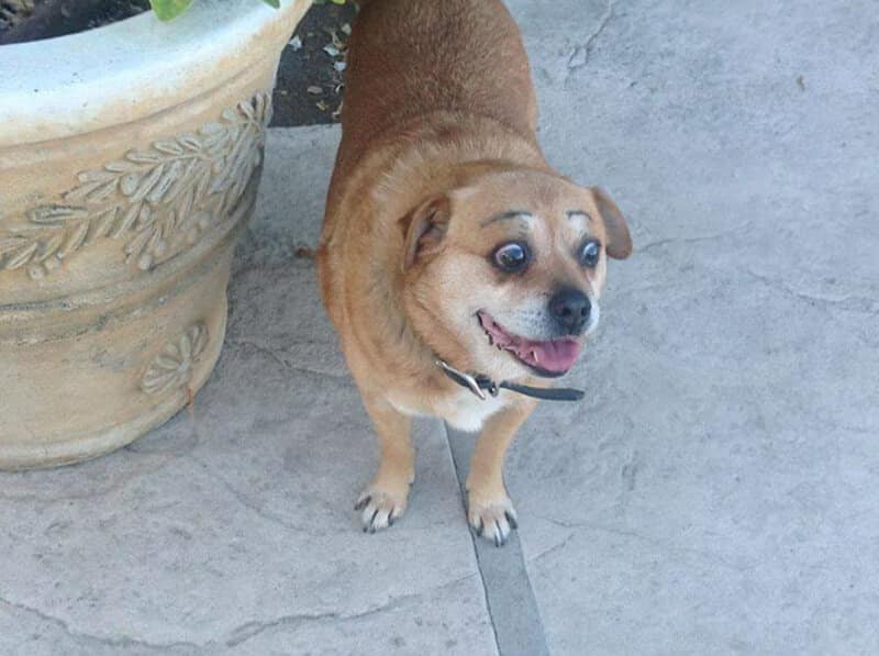 A small tan dog stands on a concrete patio with a look of utter bewilderment. Its face is transformed by two thin, high-arched black lines for eyebrows, creating a permanently shocked expression that is further emphasized by its wide eyes and open-mouthed grin.