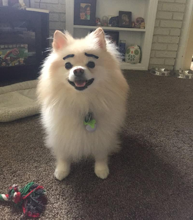 A very fluffy white Pomeranian stands in a living room with a huge, happy smile. Its cheerful demeanor is hilariously contrasted by two extremely thick, rectangular black eyebrows that make it look like a confused cartoon character.