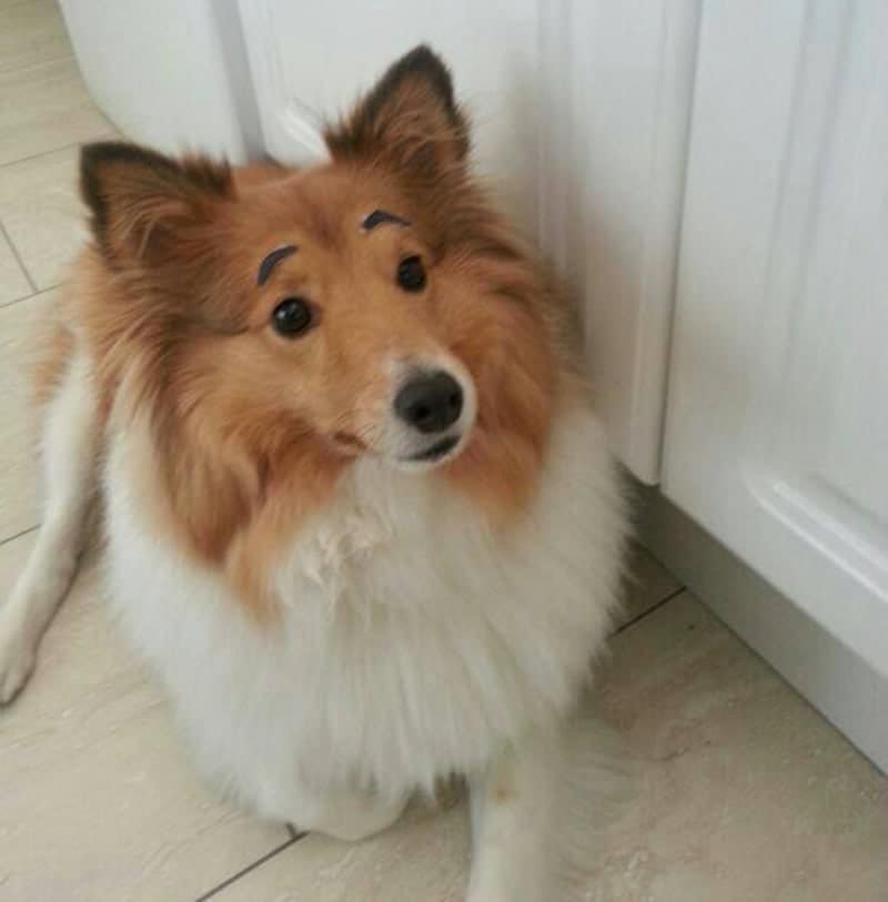 A long-haired Sheltie sits on a tiled kitchen floor, looking up at the camera with a worried gaze. Its tiny, comma-shaped black eyebrows accentuate its pensive expression, making it look like it's deeply concerned about dinner being five minutes late.