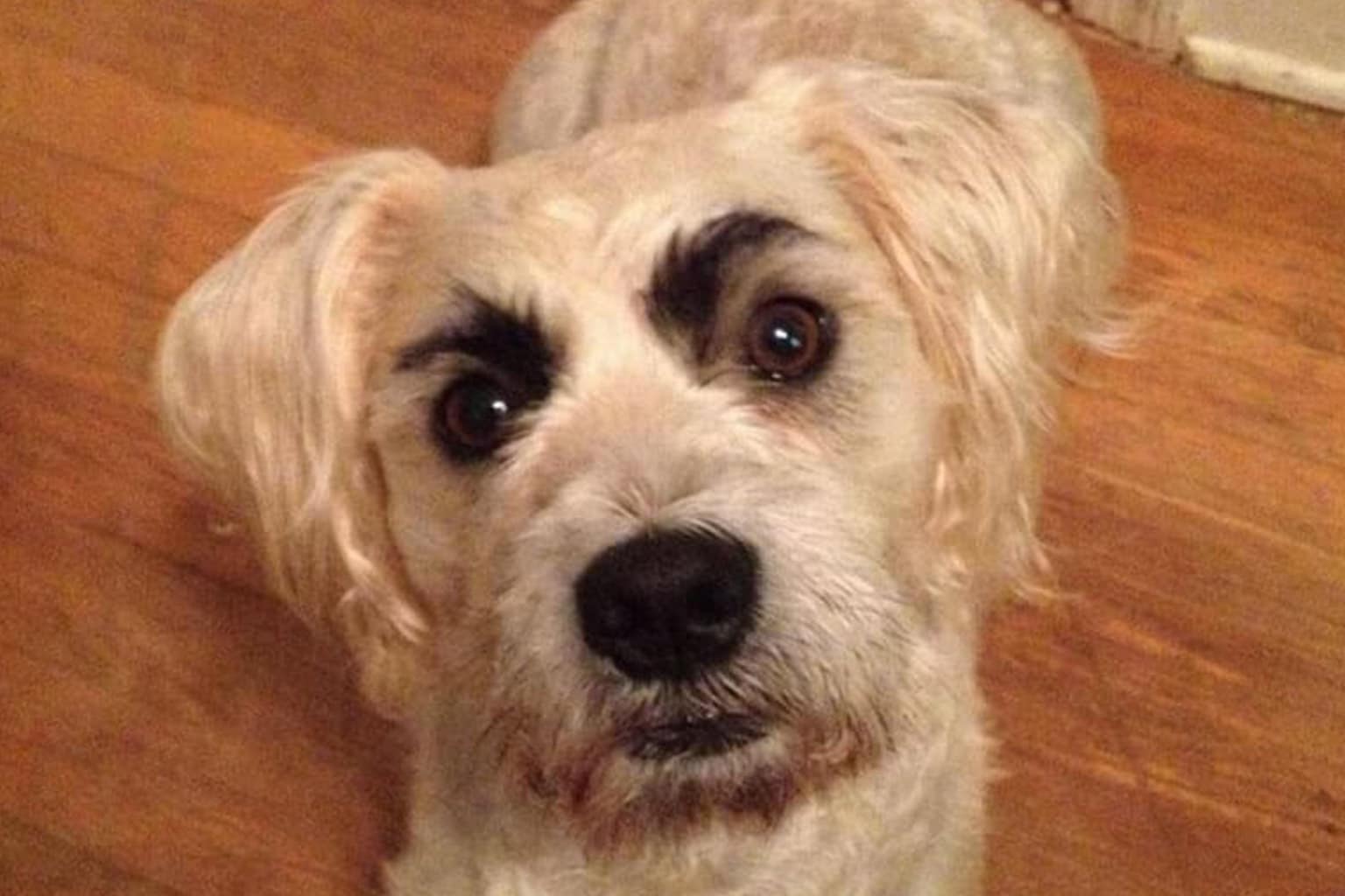 A dogs with eyebrows gallery compilation featuring a suspicious golden dog on a boat with arched lines, a fluffy white Pomeranian with thick rectangular blocks, and a senior chocolate lab with natural, distinguished grey patches above its eyes.