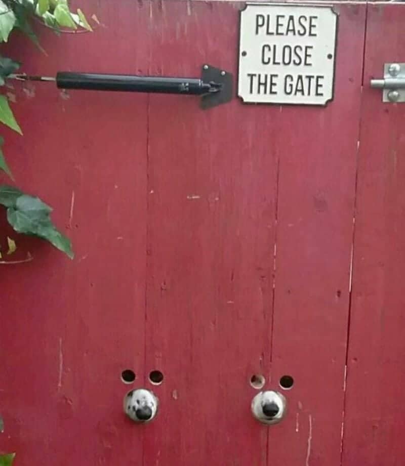 Two dogs peek noses through holes in red wooden gate below please close the gate sign