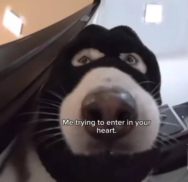 Husky dog pressing face against glass captioned "Me trying to enter in your heart" flirty meme