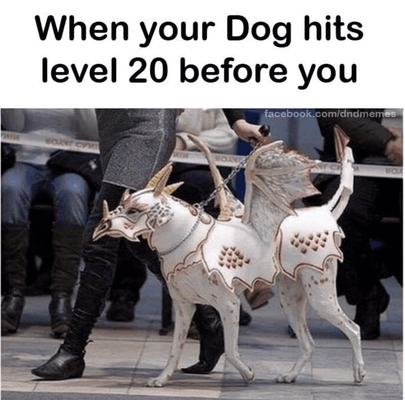 hilarious funny rpg meme showing a white dog walking on a leash during a parade while wearing an incredibly detailed set of white-and-gold "Dragon Scale" plate armor, complete with wings and a horned helm. The caption reads: "When your Dog hits level 20 before you."