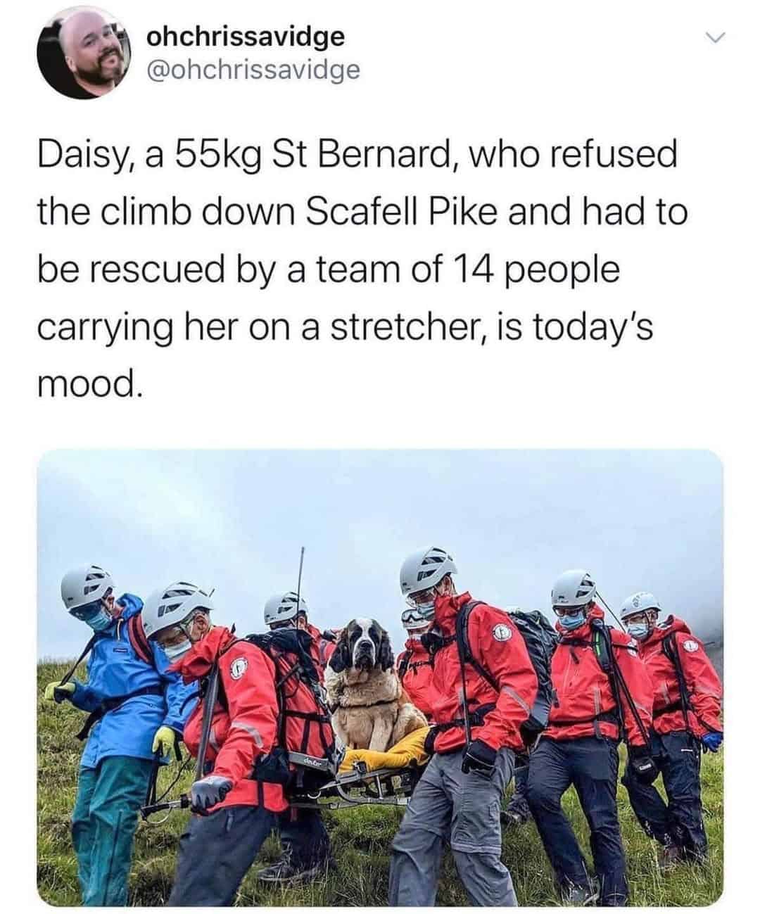 viral british meme featuring a 55kg St Bernard named Daisy. After refusing to walk down Scafell Pike, she is shown looking incredibly smug and content while being carried down the mountain on a stretcher by a team of 14 mountain rescuers.